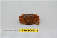 藏品(拉氏清溪蟹)的圖片